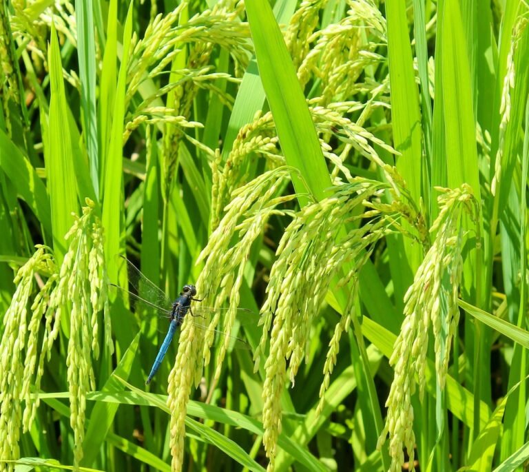 Green Rice Recipe