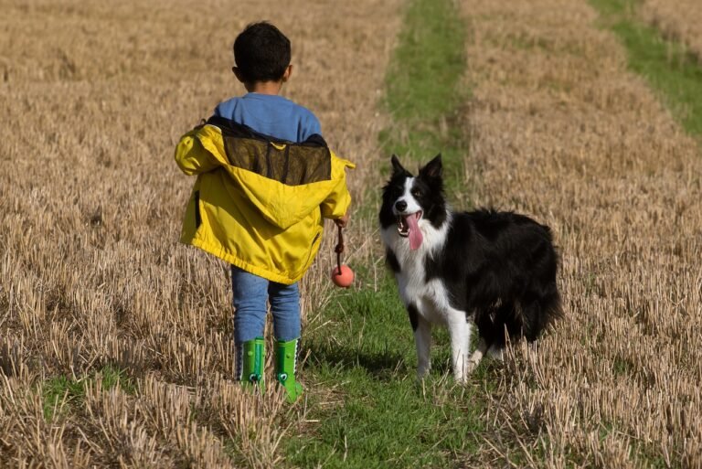 Reduce Shedding in Dogs